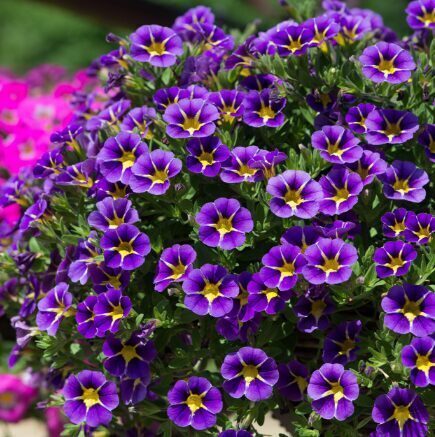 Kalibrahoja 'Wisteria Star'